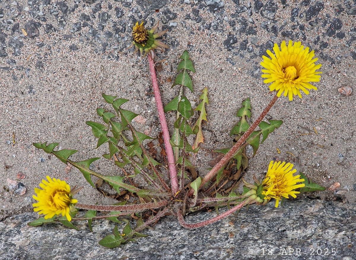 IDadzkov's tweet photo. Dandelion blooms out. Maskros blommade ut. Зацвёл одуванчик.
#nature #spring #flowering #dandelion #maskros #WildFlowers #SpringPhoto #FloweringPhoto https://t.co/GDsOnx4OnW