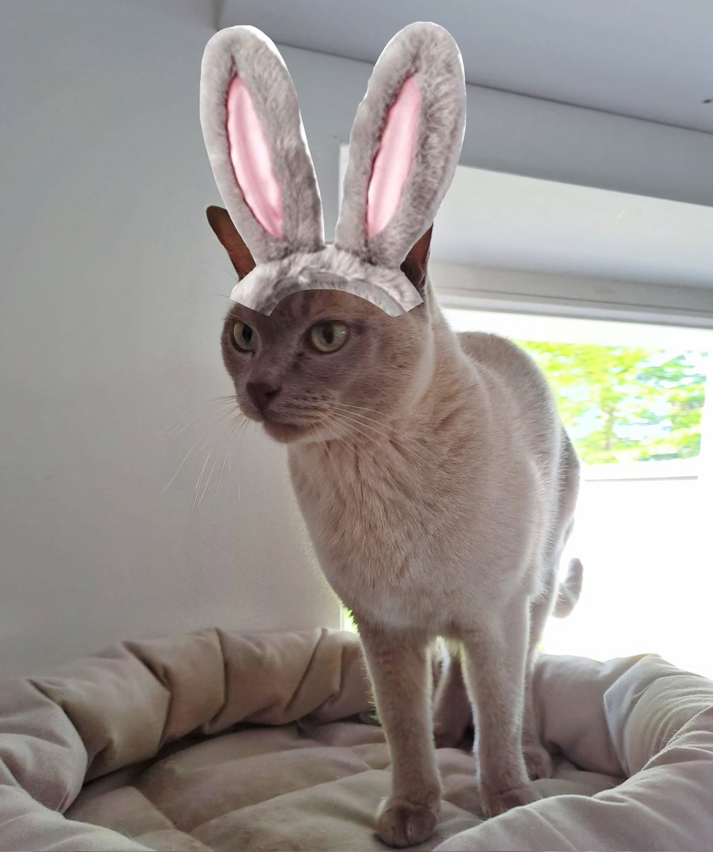 MargaSievernich's tweet photo. My #eastercat 🤣

#Ostern #Karsamstag  #cats #cat #Caturday #Katze #Katzen #pets #Easter2025 #CatsLover #CatsOfTwitter #Deutschland #HappyEaster #CatsOnX https://t.co/WUxzYRNP0H