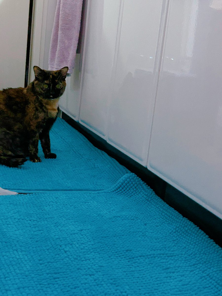 Mi the tortie cat tweet media
