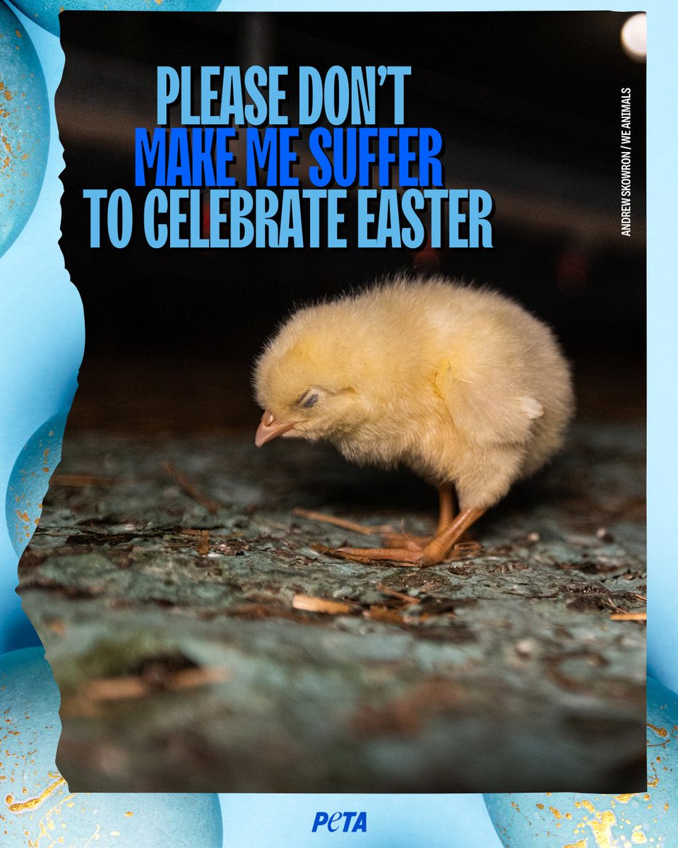 PETAUK's tweet photo. Chicks shouldn't suffer for our traditions. π£π
Easter can be joyful and cruelty-free.
#EthicalEaster #GoVegan https://t.co/jwE9CCRoFW