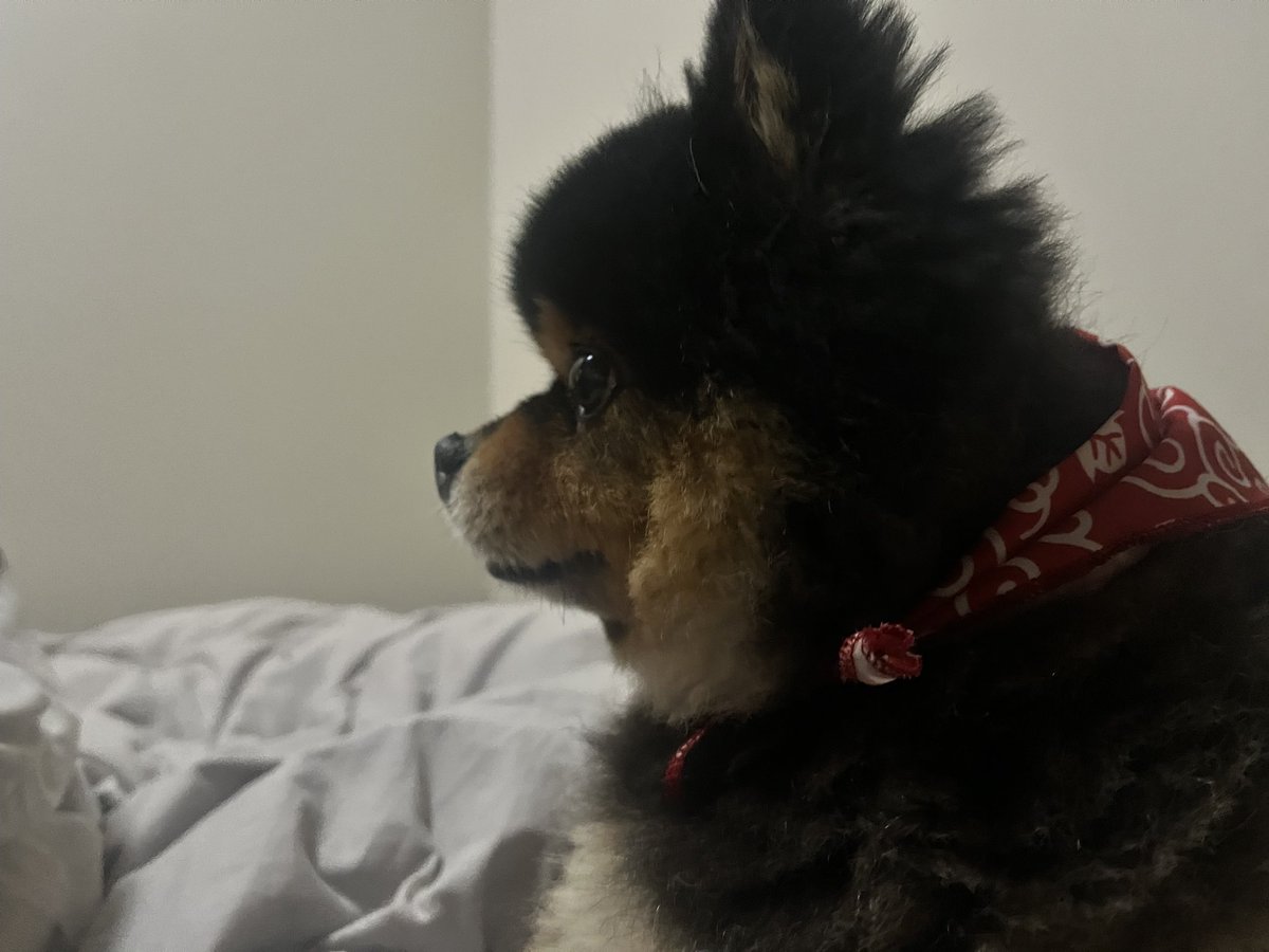 唐草模様がとても似合う洋犬