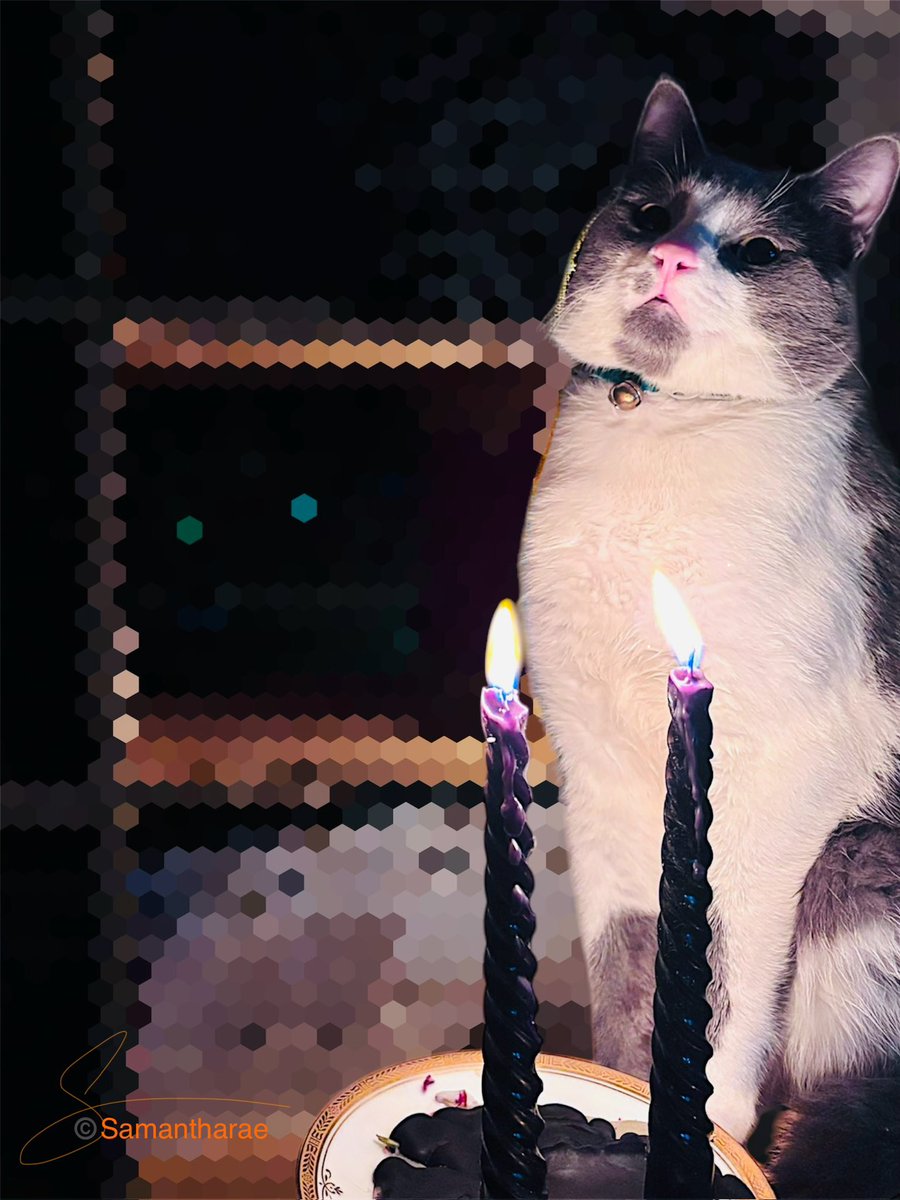 Samraeoflight's tweet photo. Just an 
Americana 
revolutionary cat 
forwarding : signals, 
knowledges, and messages 
— with the power of the light. 
#TwoLightsforTomorrow #va250 https://t.co/mtyDu3N30O