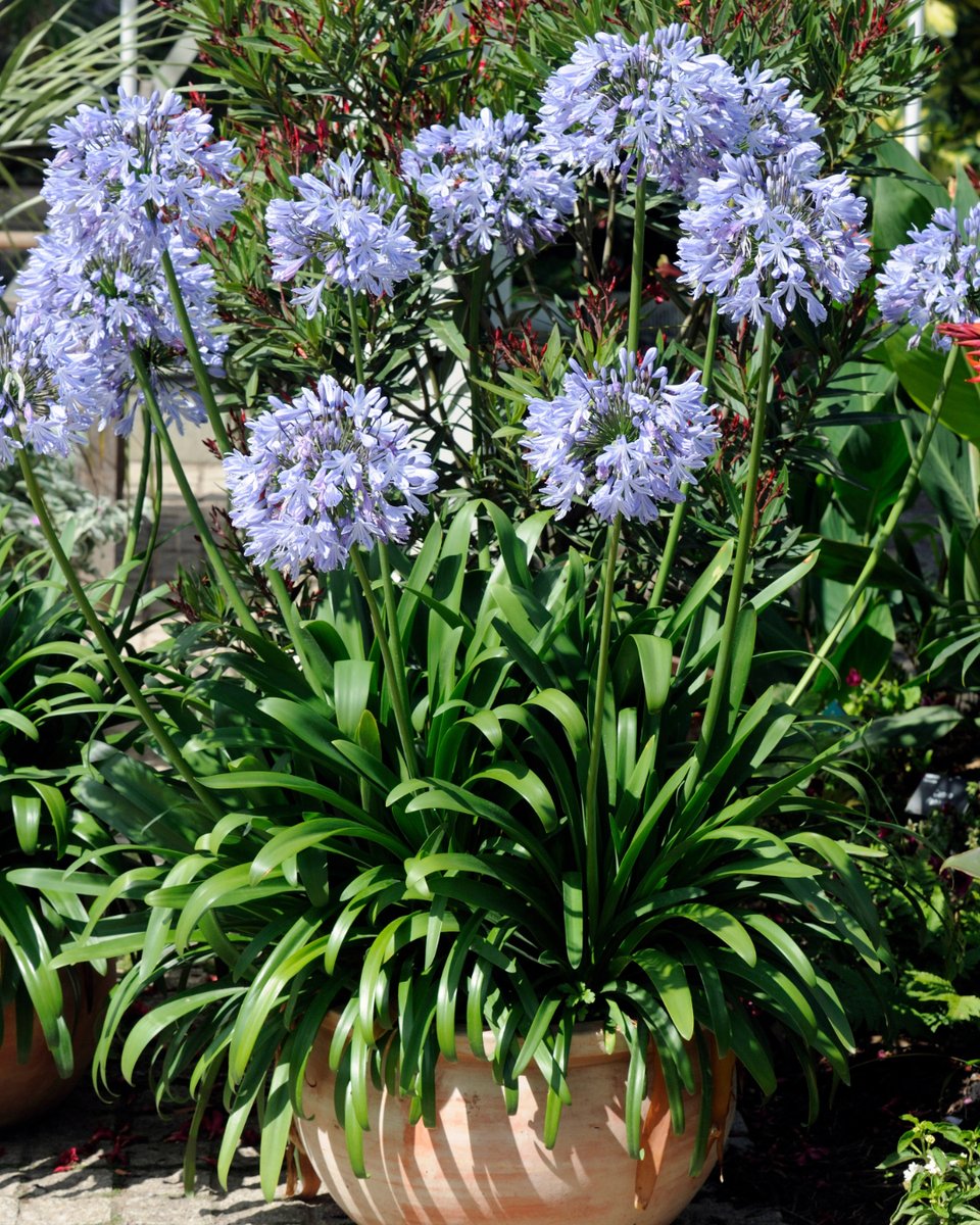 pelckmans's tweet photo. Klimplanten zoals de Sterjasmijn, kuipplanten voor je terras zoals de Agapanthus of bodembedekkers zoals phlox. Bij Pelckmans vind je de geschikte planten voor jouw droomtuin. https://t.co/dVUufT18FA