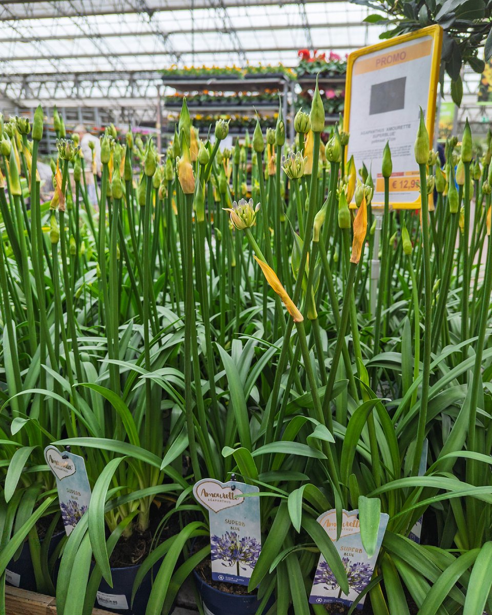 pelckmans's tweet photo. Klimplanten zoals de Sterjasmijn, kuipplanten voor je terras zoals de Agapanthus of bodembedekkers zoals phlox. Bij Pelckmans vind je de geschikte planten voor jouw droomtuin. https://t.co/dVUufT18FA