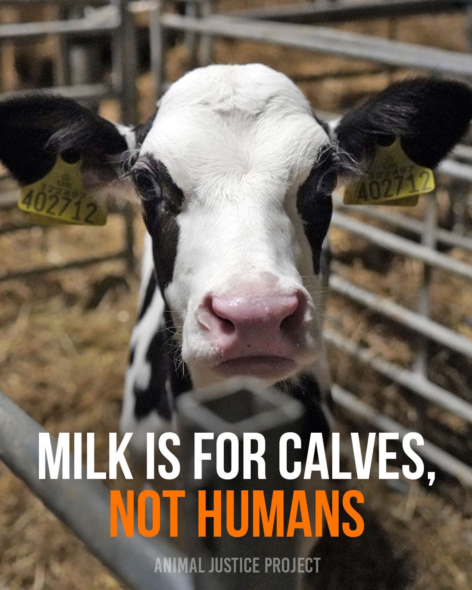 ajpReact's tweet image. 🐄 Cow&apos;s milk is for calves, NOT humans!

Every drop of dairy comes at a cost. Calves are stolen and separated from their mothers so humans can consume their milk 💔

Ditch dairy.

🎤 Like this post to amplify this message! 

#DairyStillKills #DitchDairy #AnimalJusticeProject