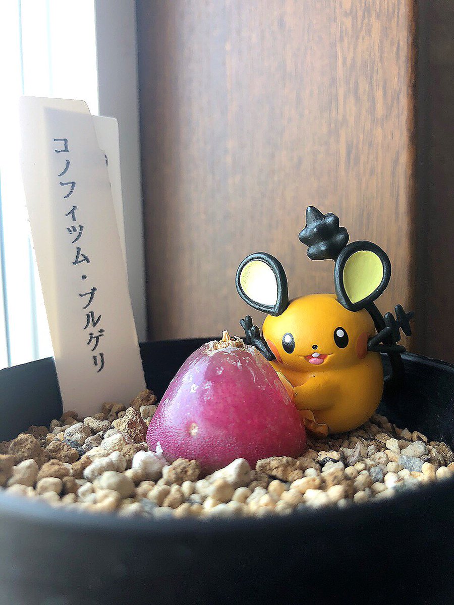 sofvi_melt's tweet photo. ブドウのような見た目の植物
グミみたいにプニプニしてきもちいいです
秋には野菊のような花弁の花を咲かせるそうです
#デデンネ #コノフィツムブルゲリ #お迎えしたばかり https://t.co/glzUIWjNNs