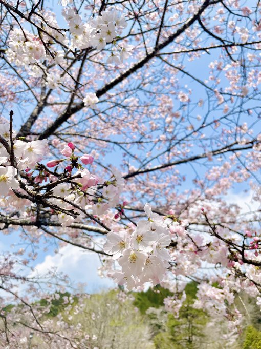 こっちは先月撮った桜 