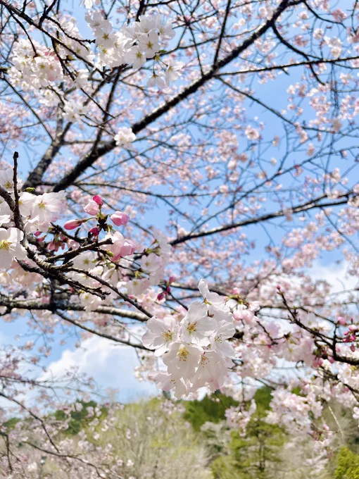 こっちは先月撮った桜 