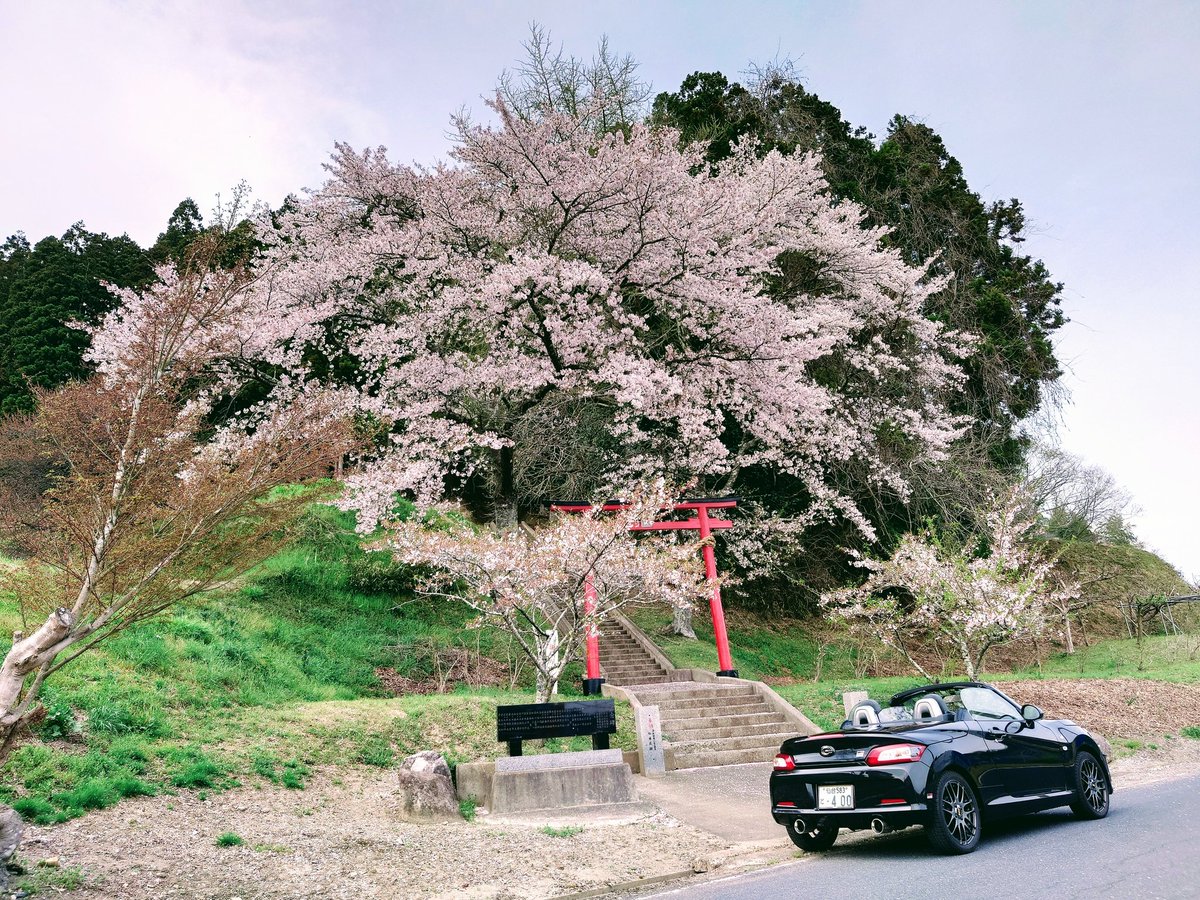 595_competi_PP2's tweet photo. 今週は散り始めですが、桜吹雪がオープンの車内に入って気持ちいい🌸
先週に引き続き熊野神社⛩️(館跡🏯)にて

#富谷市 #桜 #コペン #copen #la400 #grsport https://t.co/LXUglyNw2B