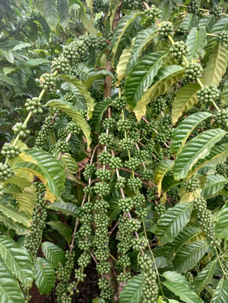 ByarugabaRemi's tweet photo. Uganda’s rich soils grow magic — and we call it coffee! @BiraraCoffee, we don’t just brew it, we grow it with our farmers. Visit us this Easter, taste the flavor, and let’s grow your coffee dream together.
#POATE25 #ExploreUganda #TellYourStoryUG #BiraraCoffee https://t.co/9qVBnA8zxw