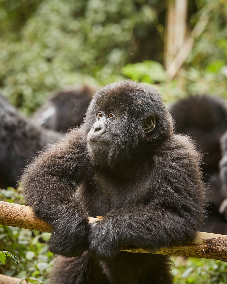 HubJaree's tweet image. Where Do the Mountain Gorillas Live?

Mountain gorillas live in Uganda’s Bwindi and Mgahinga parks, Rwanda’s Volcanoes National Park, and DRC’s Virunga. Only about 1,000 remain. To see them, visit one of these protected areas.

#MountainGorillas #GorillaTracking