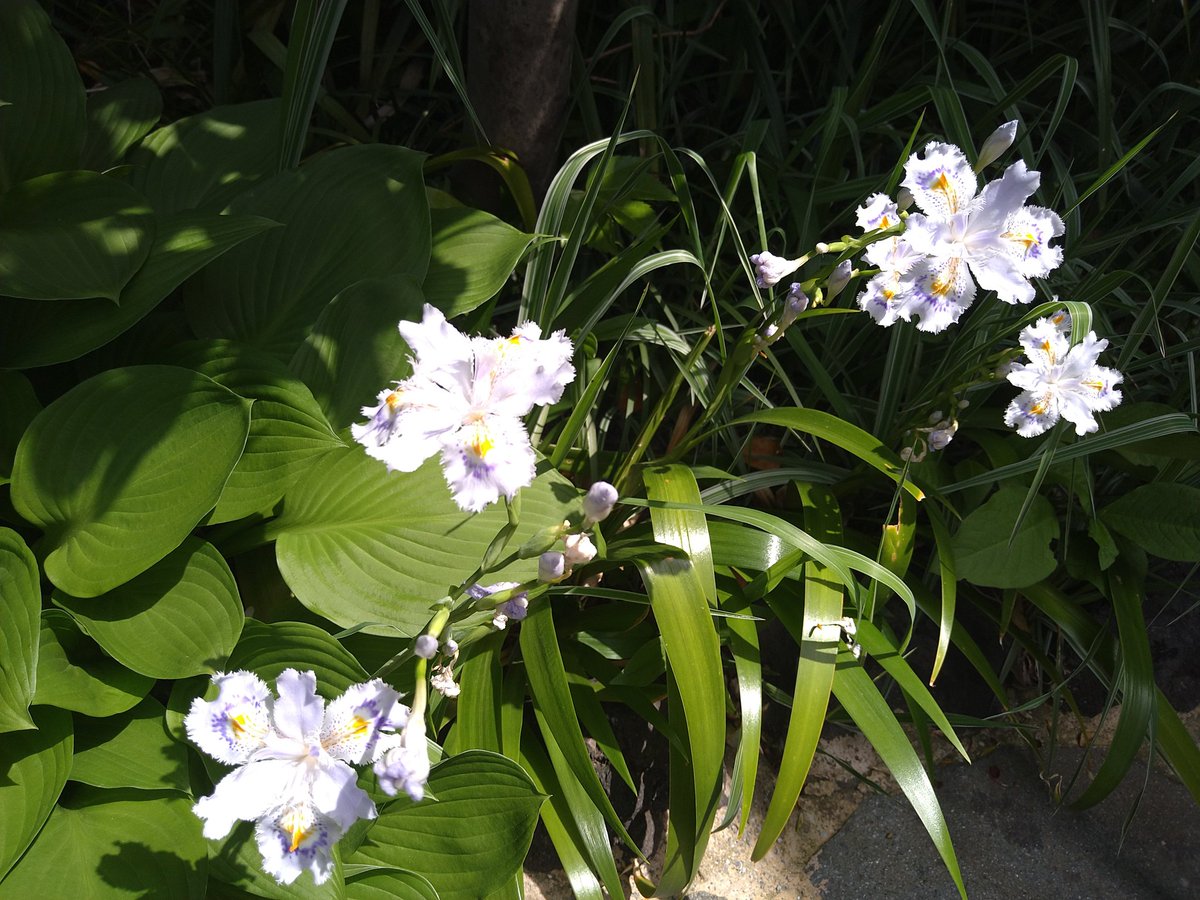 sougyokutei's tweet photo. 【今日の花】シャガ。暑い成城より。#FringedIris #plants #flowers #tokyo #Japan #世田谷 https://t.co/RuloQpks4f