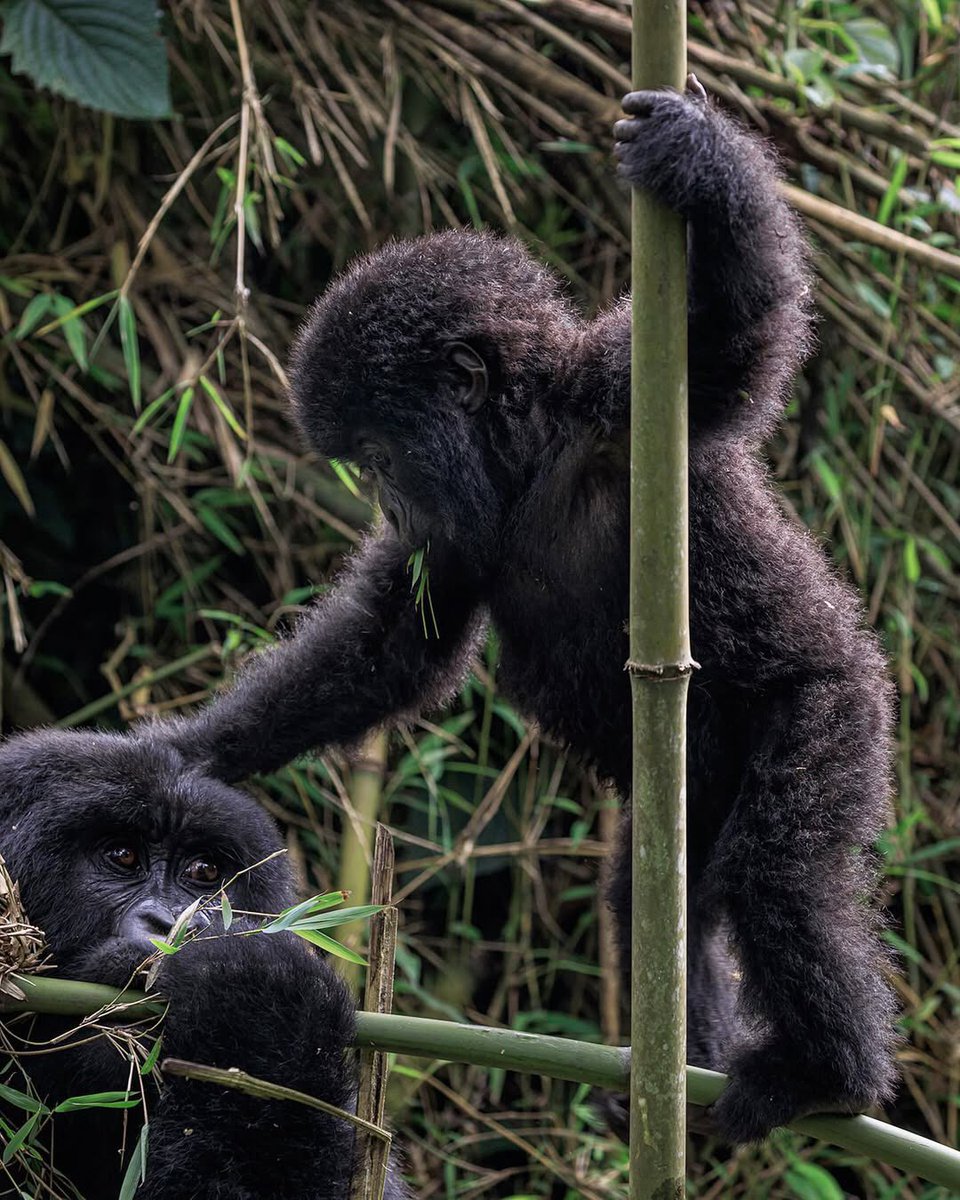 wildapesafaris's tweet image. Where Do the Mountain Gorillas Live?

Mountain gorillas live in Uganda’s Bwindi and Mgahinga parks, Rwanda’s Volcanoes National Park, and DRC’s Virunga. Only about 1,000 remain. To see them, visit one of these protected areas.

#MountainGorillas #GorillaTracking