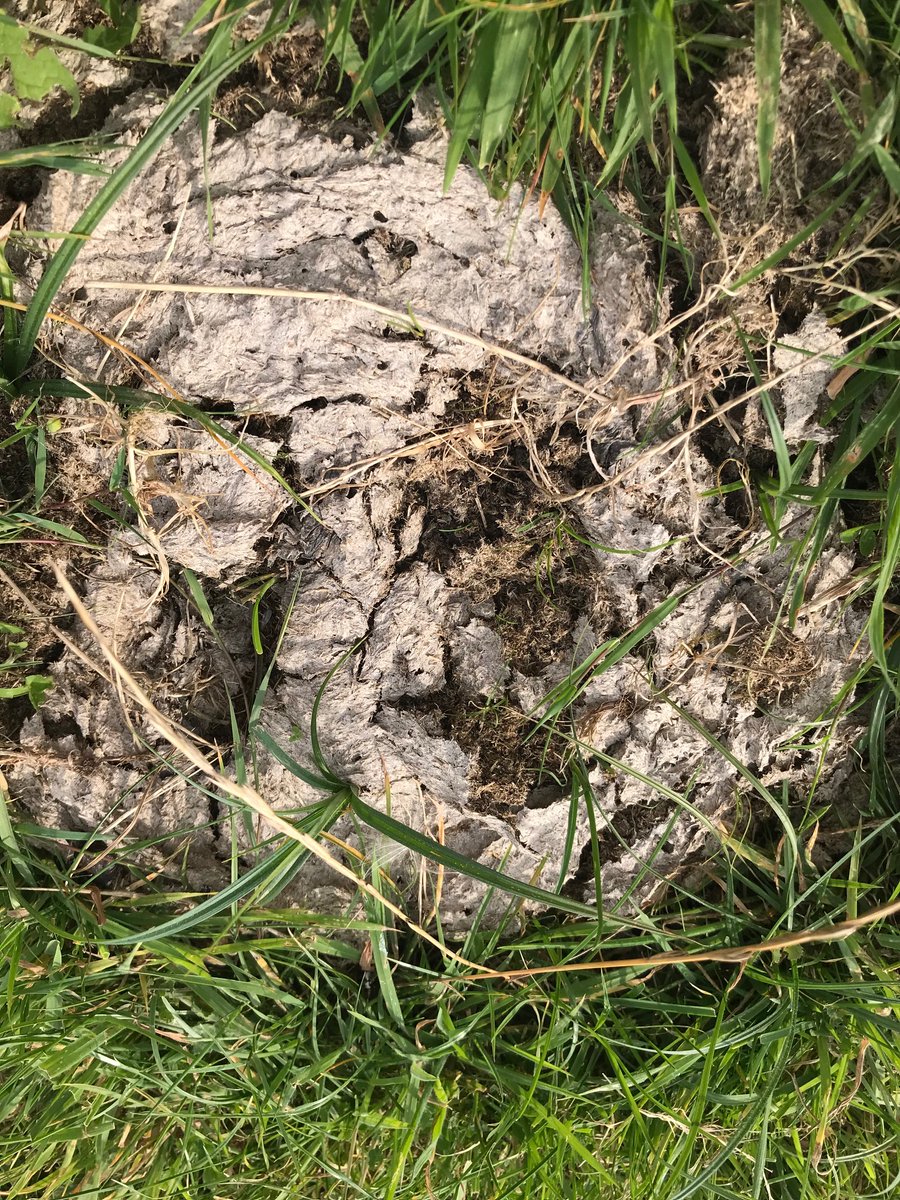 COWSworms's tweet image. There is a much greater emphasis on testing before treating for worms on the COWS website now, eg doing Faecal Egg Counts (FECs) or coproantigen tests, blood testing sentinel groups and checking bulk milk samples. Test don't guess!