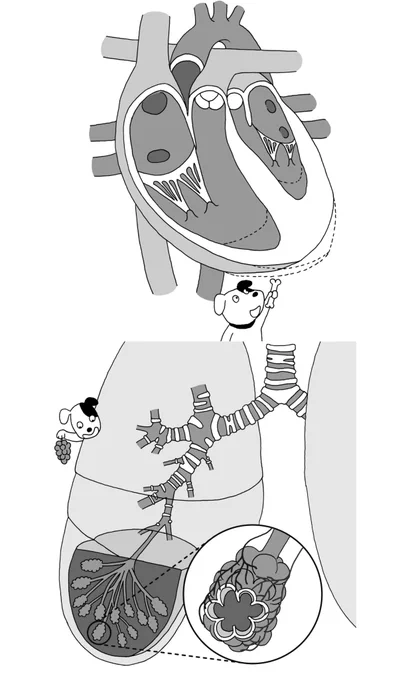 【お仕事】
書籍『博士ずかん びっくり人体』の中面で一部イラストを描かせていただきました〜
https://t.co/sNAJXSKz0w
発売:ニュートンプレス
(敬称略) 