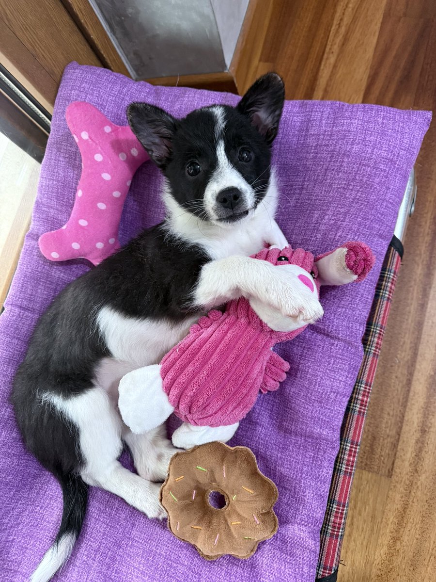 GallozziMrita's tweet photo. Ricominciare fa sempre un po’ paura, ma sa di buono.….
Ben arrivata a casa Nikki!!!
#lulaforever #nikki #canettanuova #siricomincia https://t.co/d1fiXl3zft