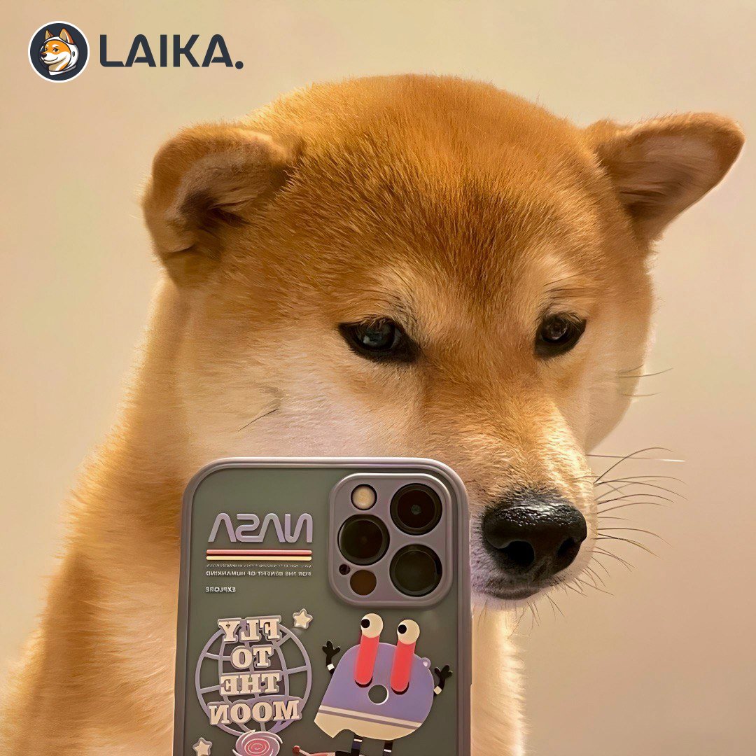 laika_org's tweet photo. 📸 my saturday selfie https://t.co/qJTzTJYfeD