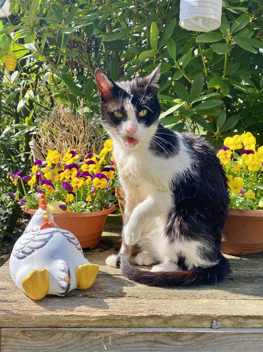 Hannes wishes you a happy Easter. #CatsOfTwitter #Caturday