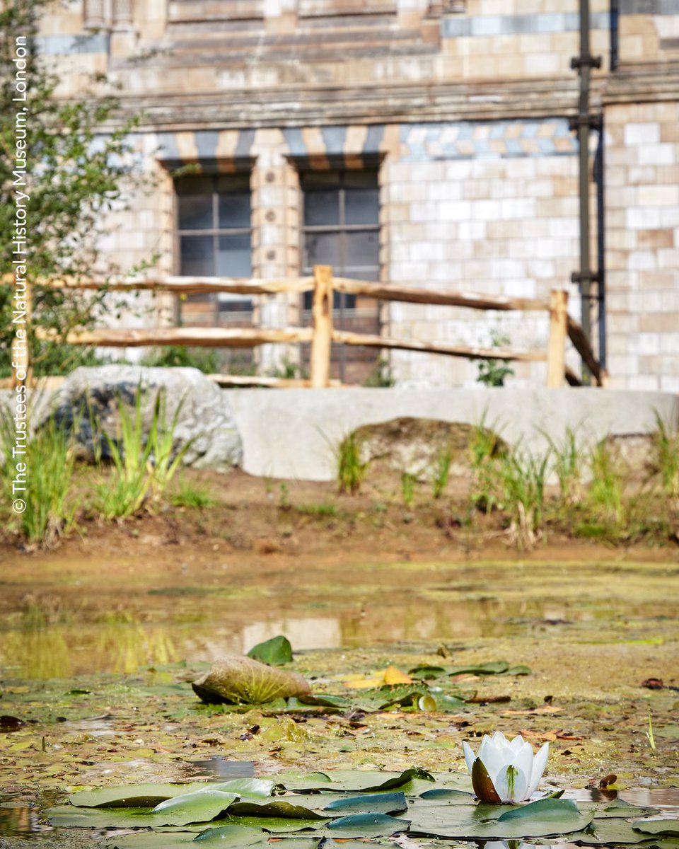 Did you know we offer free training courses led by expert museum scientists?

We have two upcoming courses tailored for graduate students and professionals looking to build experience in identifying and sampling freshwater species. Application deadlines are 24 April and 31 May