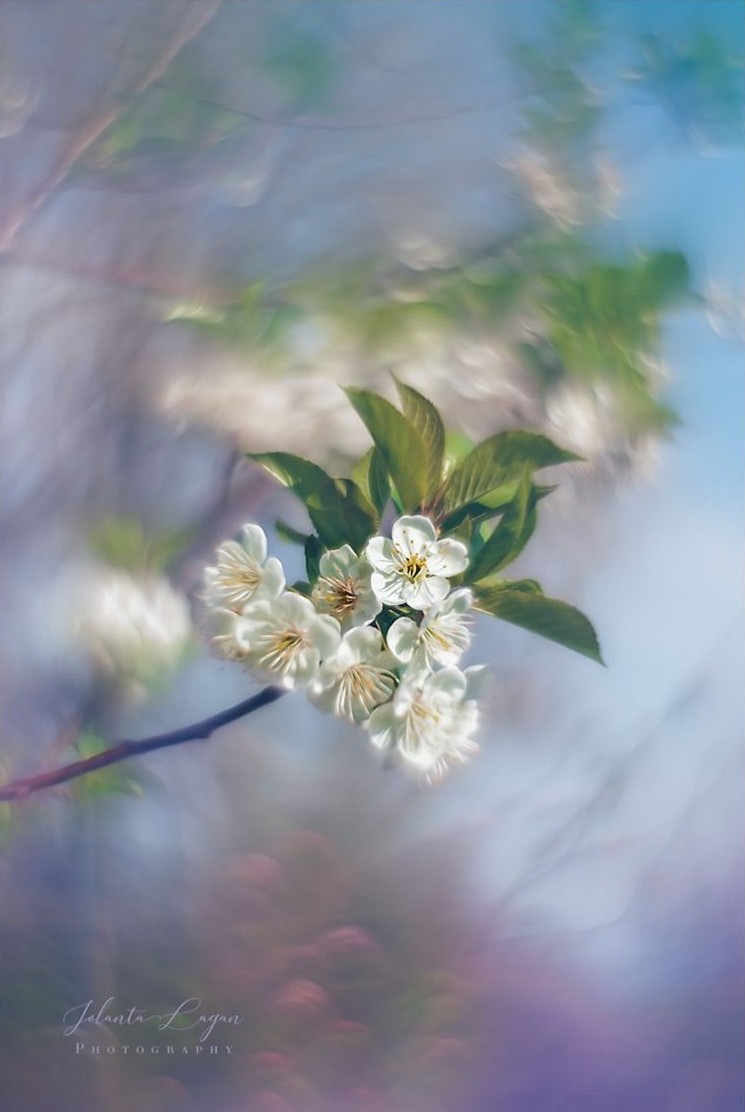 Monica AS tweet media