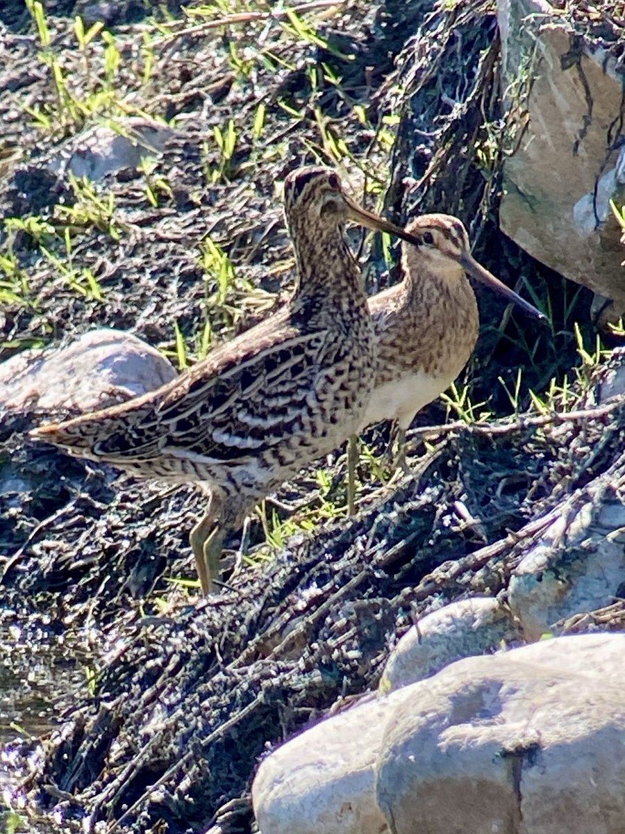 Great to see great and common snipe together this morning at Agia Vavara, Cyprus. ⁦<a href="/birdsaroundcy/">BirdsAroundCyprus</a>⁩