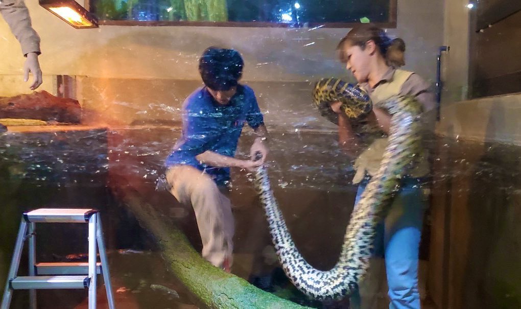 iZoo_iZoo_'s tweet image. 4月19日〝飼育の日〟との事です。

体感型動物園iZooでは、展示や保護、繁殖の為に約400種類2000匹以上の動物達を飼育しています。

動物園での飼育は動物達の調査、研究に役立つなど色々な面があります。