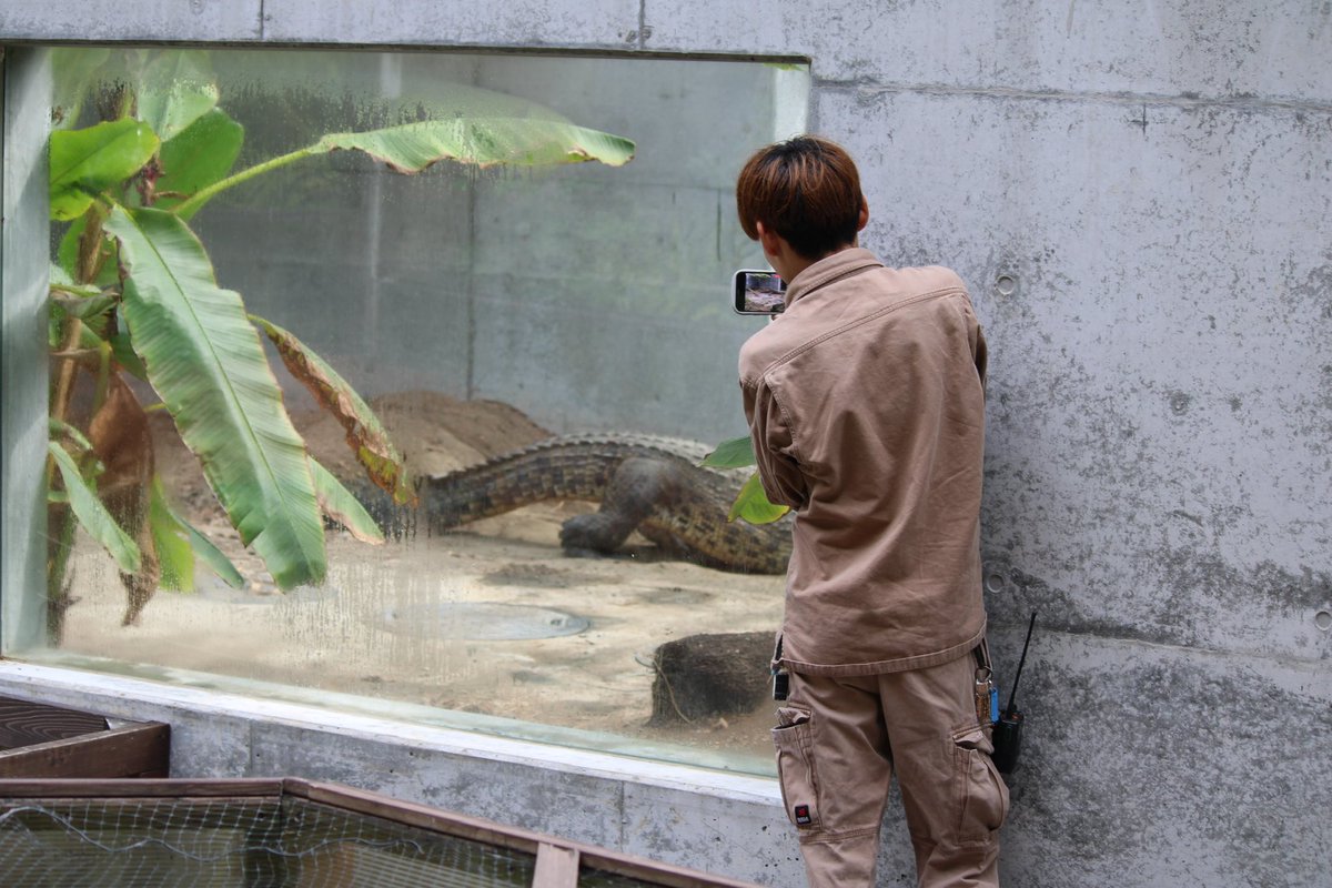 iZoo_iZoo_'s tweet image. 4月19日〝飼育の日〟との事です。

体感型動物園iZooでは、展示や保護、繁殖の為に約400種類2000匹以上の動物達を飼育しています。

動物園での飼育は動物達の調査、研究に役立つなど色々な面があります。