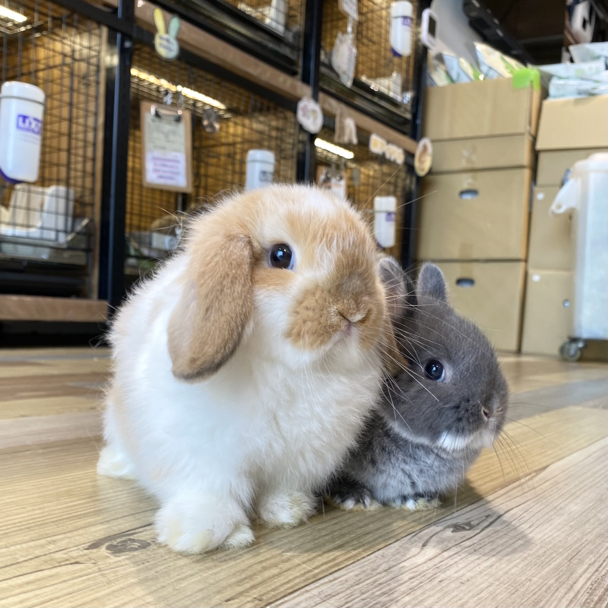 うさぎのしっぽ横浜店 on X: うさぎのしっぽ横浜店 on X: