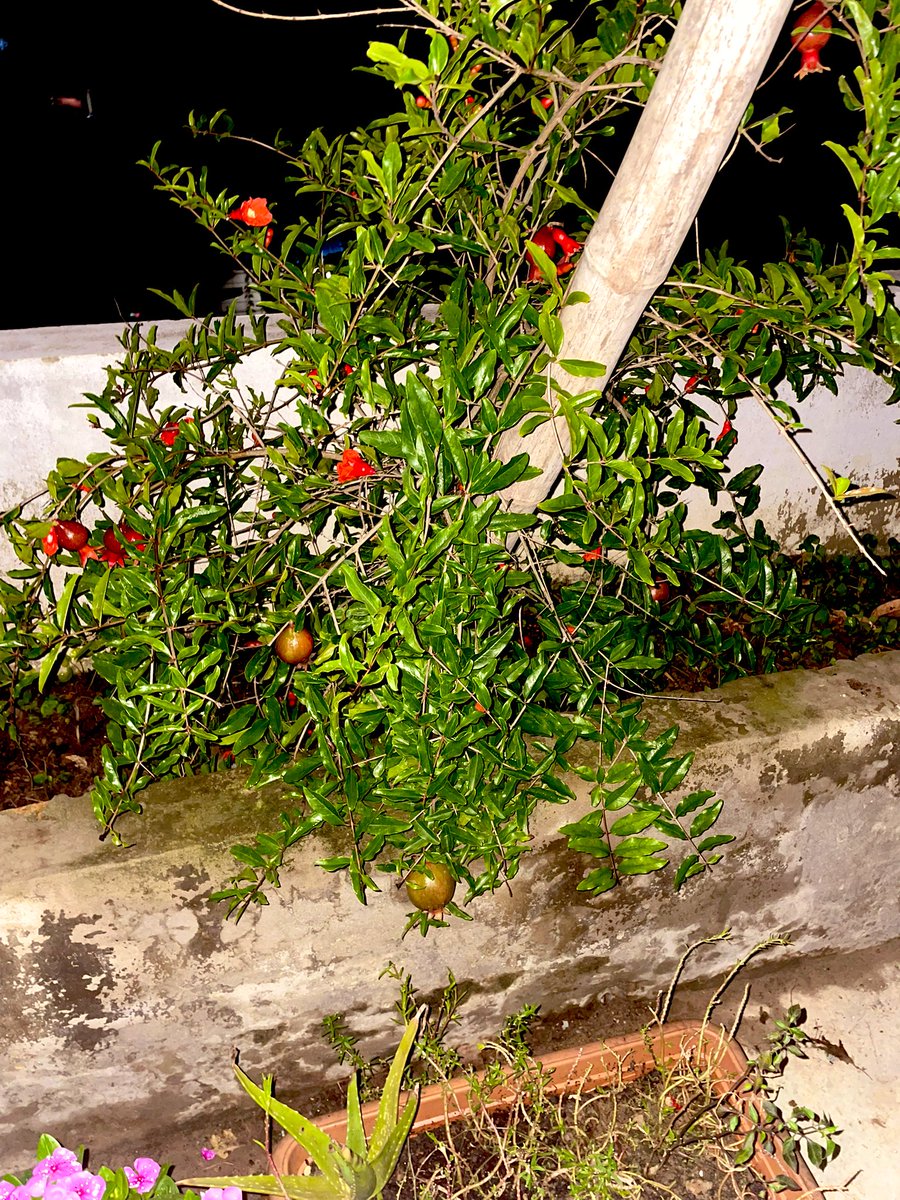 Khubybe3's tweet image. What do you call this tree in your language?