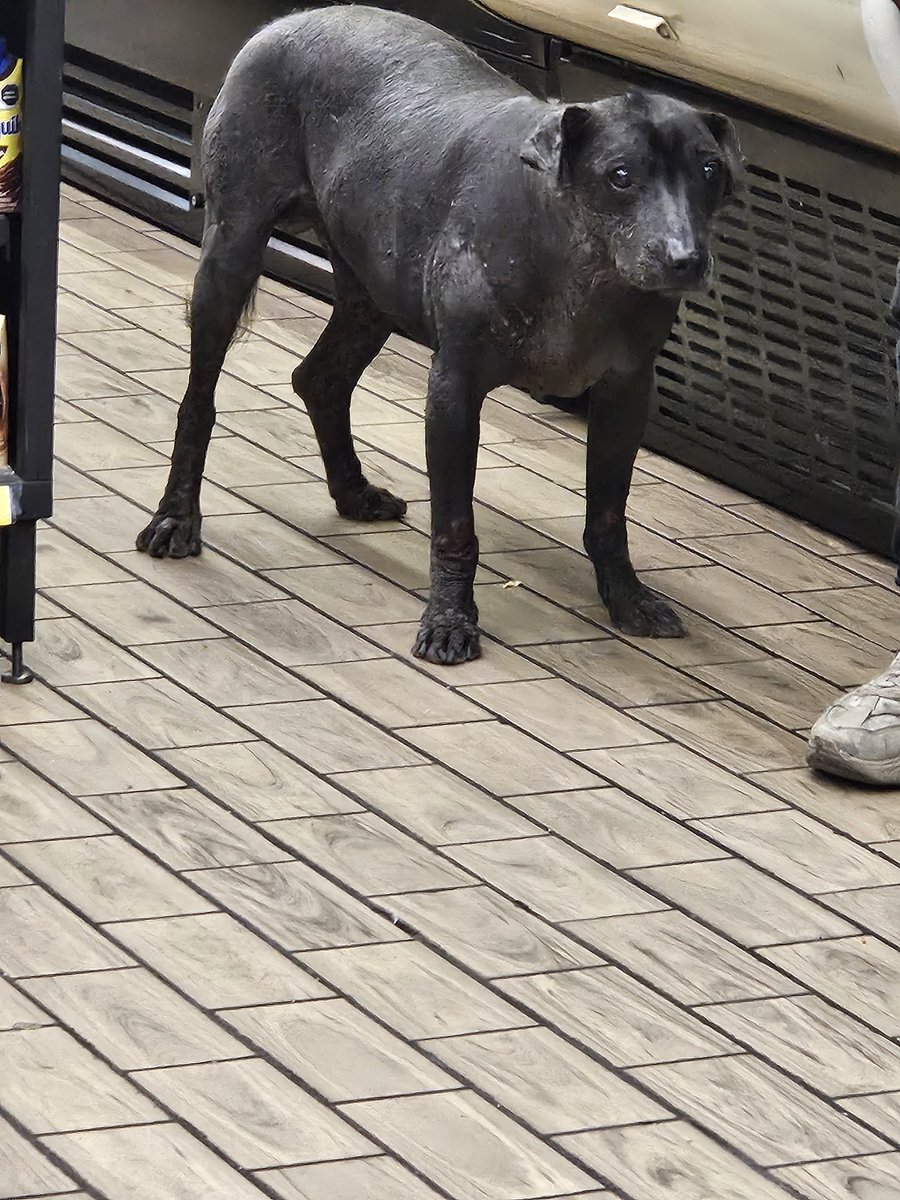 leopardp8's tweet image. @PrrosPerdidosMX @En_laDelValle @Paox777 por favor su apoyo para repostear, xoloitzcuintle se encuentra perdido, ahorita de encuentra en el  Seven eleven de av col del valle y concepción beistegui, gracias!
