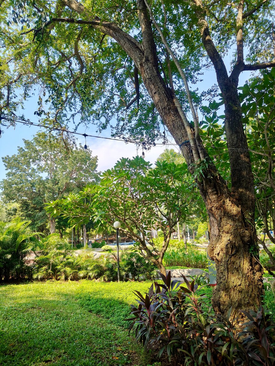 Widino's tweet photo. Kota-kota di Indonesia tuh harusnya banyakin taman kota kaya gini, bukan semua lahan kosong habis jadi bangunan n gedung.

Semarang yg panas bgt aja duduk di sini kerasa adem semriwing. Gelar tiker tidur siang enak nih 😂 https://t.co/Ts8hE1njP7