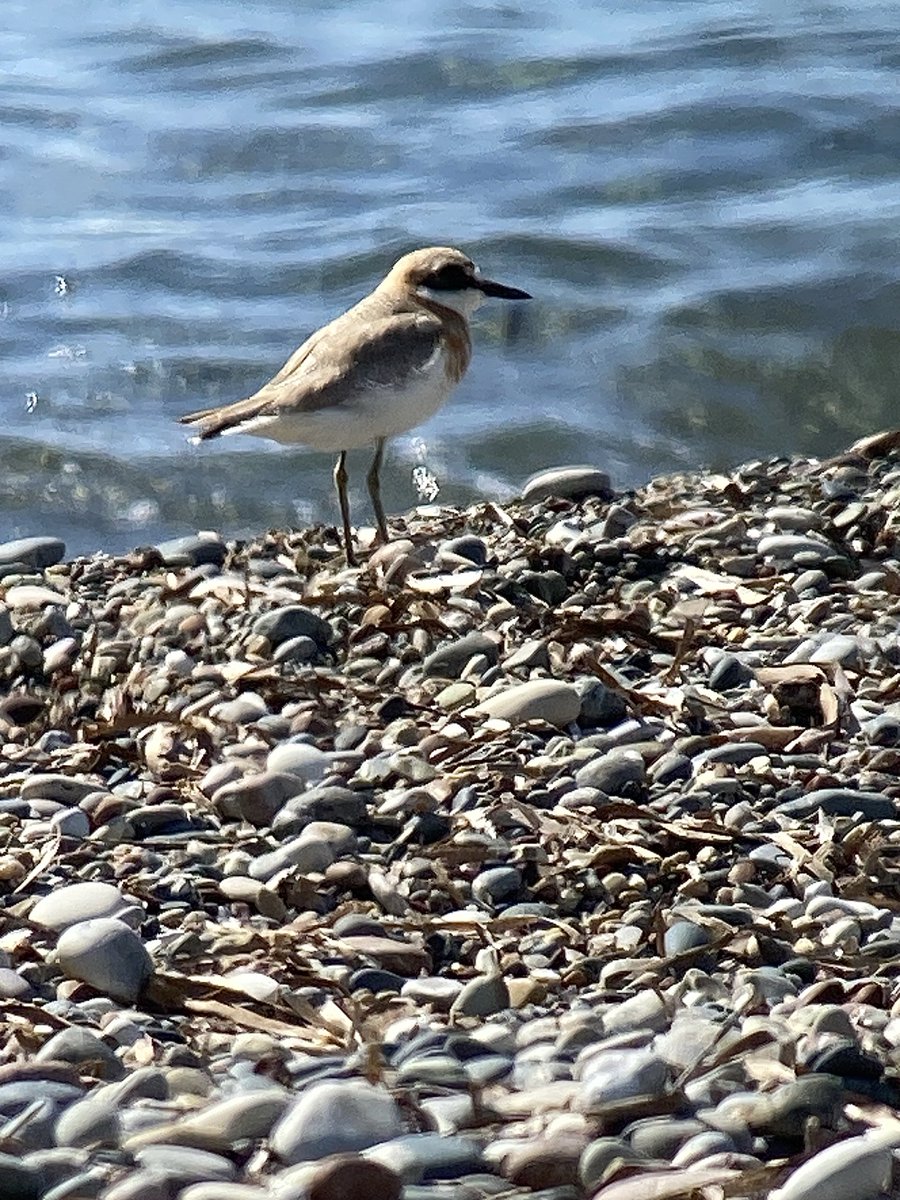 More good birds from Paphos area. Squacco heron, roller, great snipe and greater sand plover. ⁦<a href="/birdsaroundcy/">BirdsAroundCyprus</a>⁩