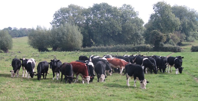 COWSworms's tweet image. The key principle of preventing wormer resistance is maintaining 'in refugia' parasite populations. Treating only cattle in need and planning grazing to avoid infection can help maintain populations of susceptible worms and encourage dilution of resistant worms on pasture