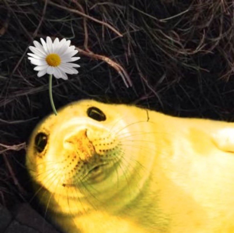 this app is a robot infested shithole, so please follow me on tumblr (primesquib) if you don't already.