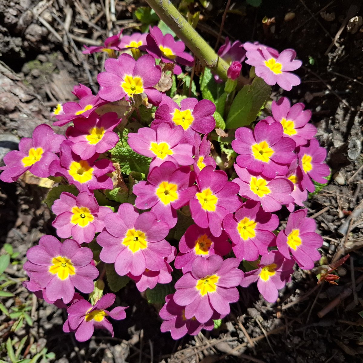 HSderSchreiber's tweet photo. Herrliche #Primeln im Garten einer 85-Jährigen. https://t.co/Lxvu6UEpAn