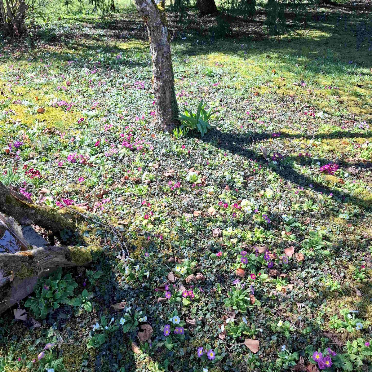 HSderSchreiber's tweet photo. Herrliche #Primeln im Garten einer 85-Jährigen. https://t.co/Lxvu6UEpAn