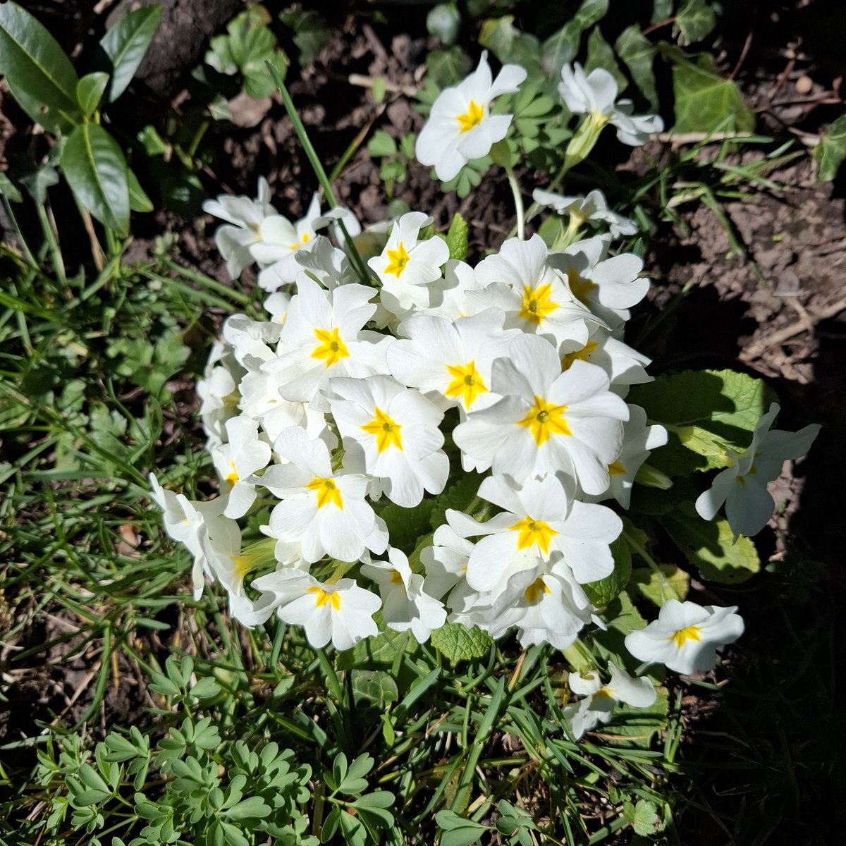 HSderSchreiber's tweet photo. Herrliche #Primeln im Garten einer 85-Jährigen. https://t.co/Lxvu6UEpAn