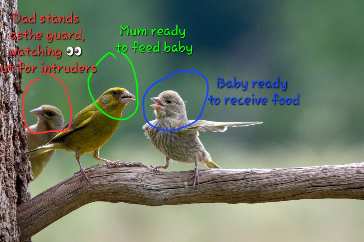 TindollaD's tweet photo. @AMAZlNGNATURE The birds are not arguing. That's a baby in a happy mood, about to get food from its mum. The father is watching out for intruders! https://t.co/lJ8WeTiEyp