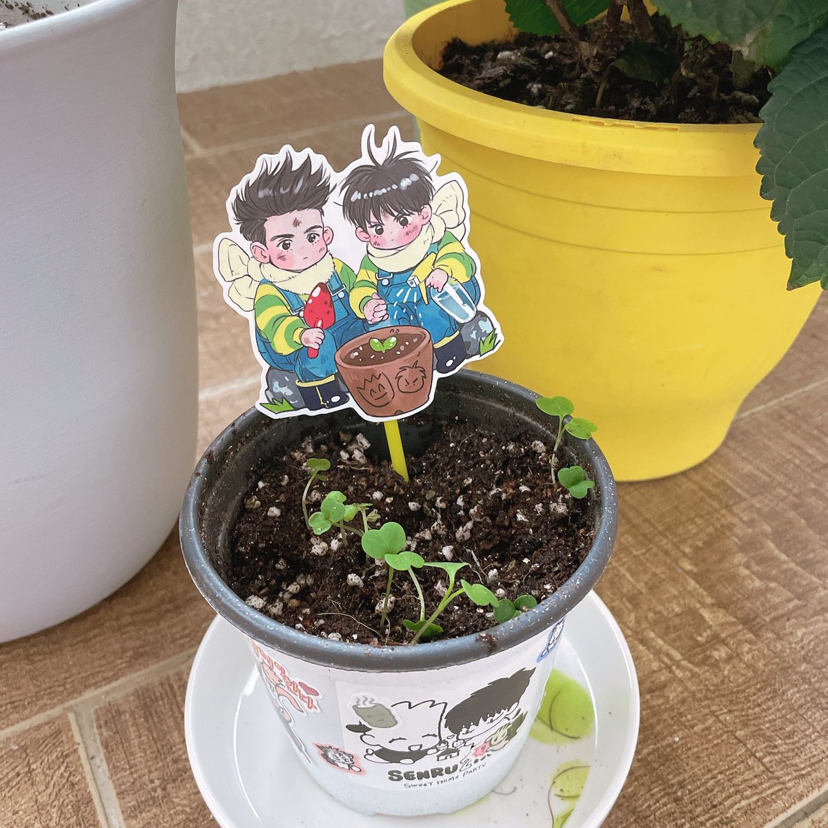 trash_ninja_'s tweet image. 분갈이하고 분꾸~