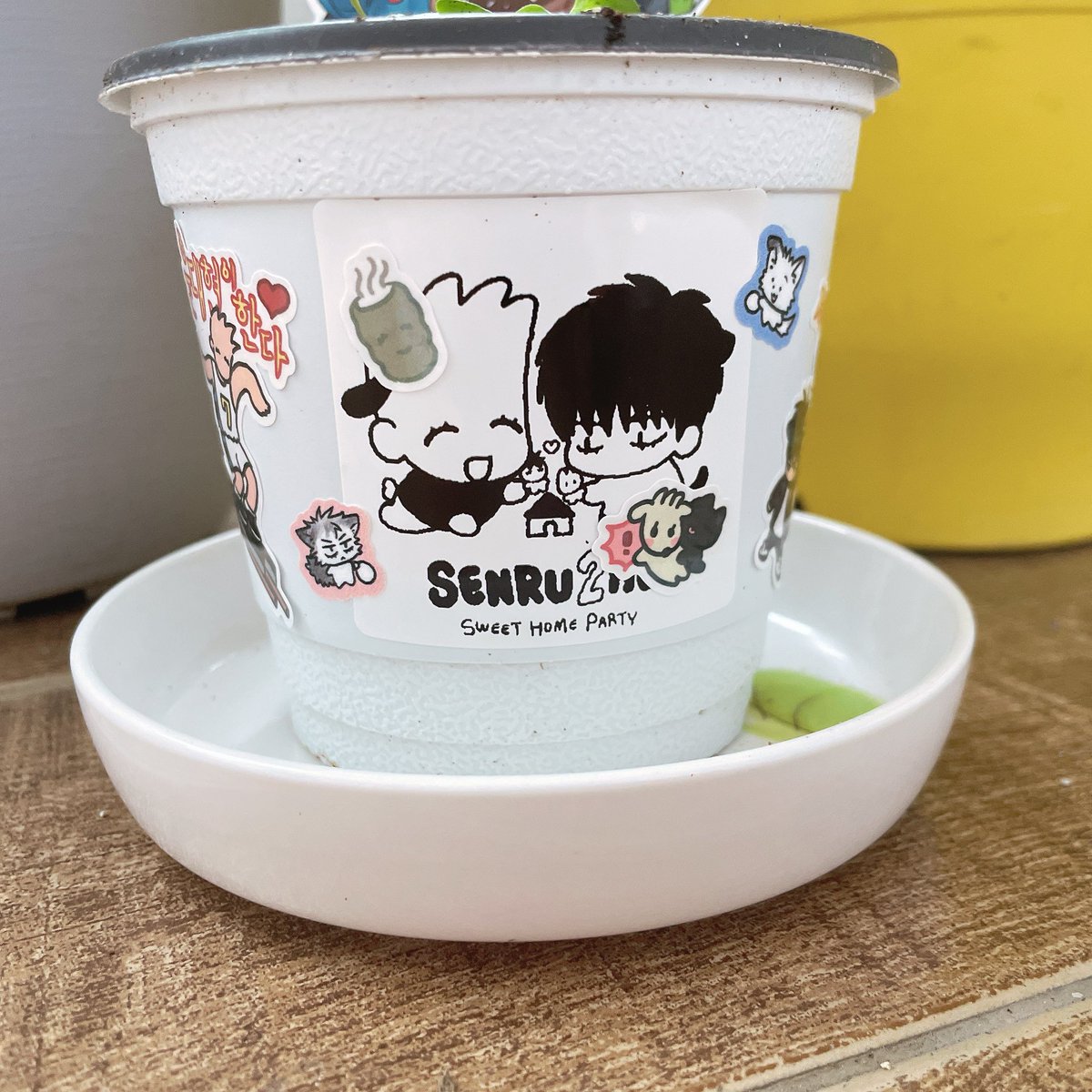 trash_ninja_'s tweet image. 분갈이하고 분꾸~