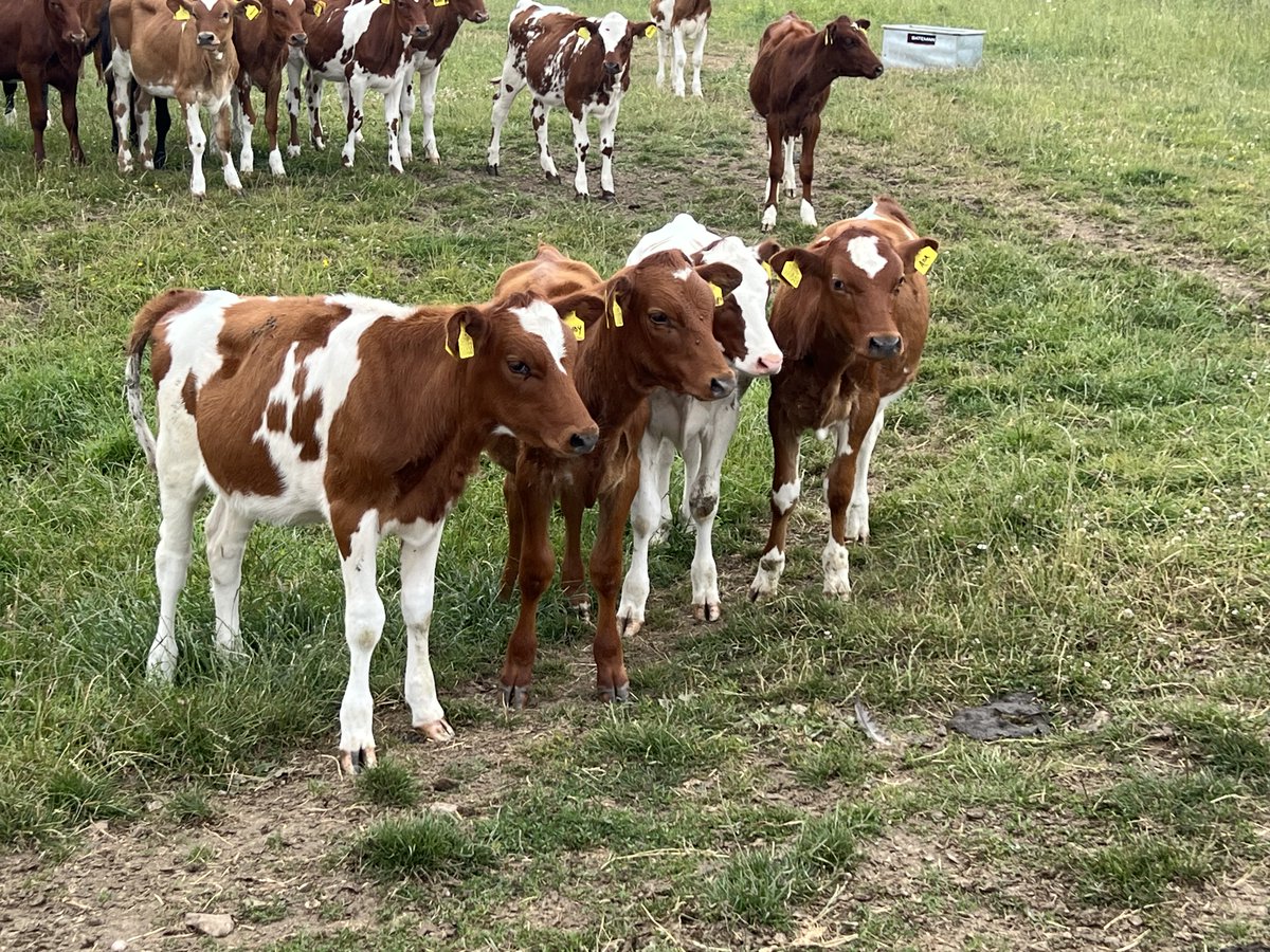 COWSworms's tweet image. All grazing cattle are exposed to round worms and can suffer production losses. But younger animals are most at risk of disease until they acquire immunity. The potential losses increase with the size of the parasite challenge.