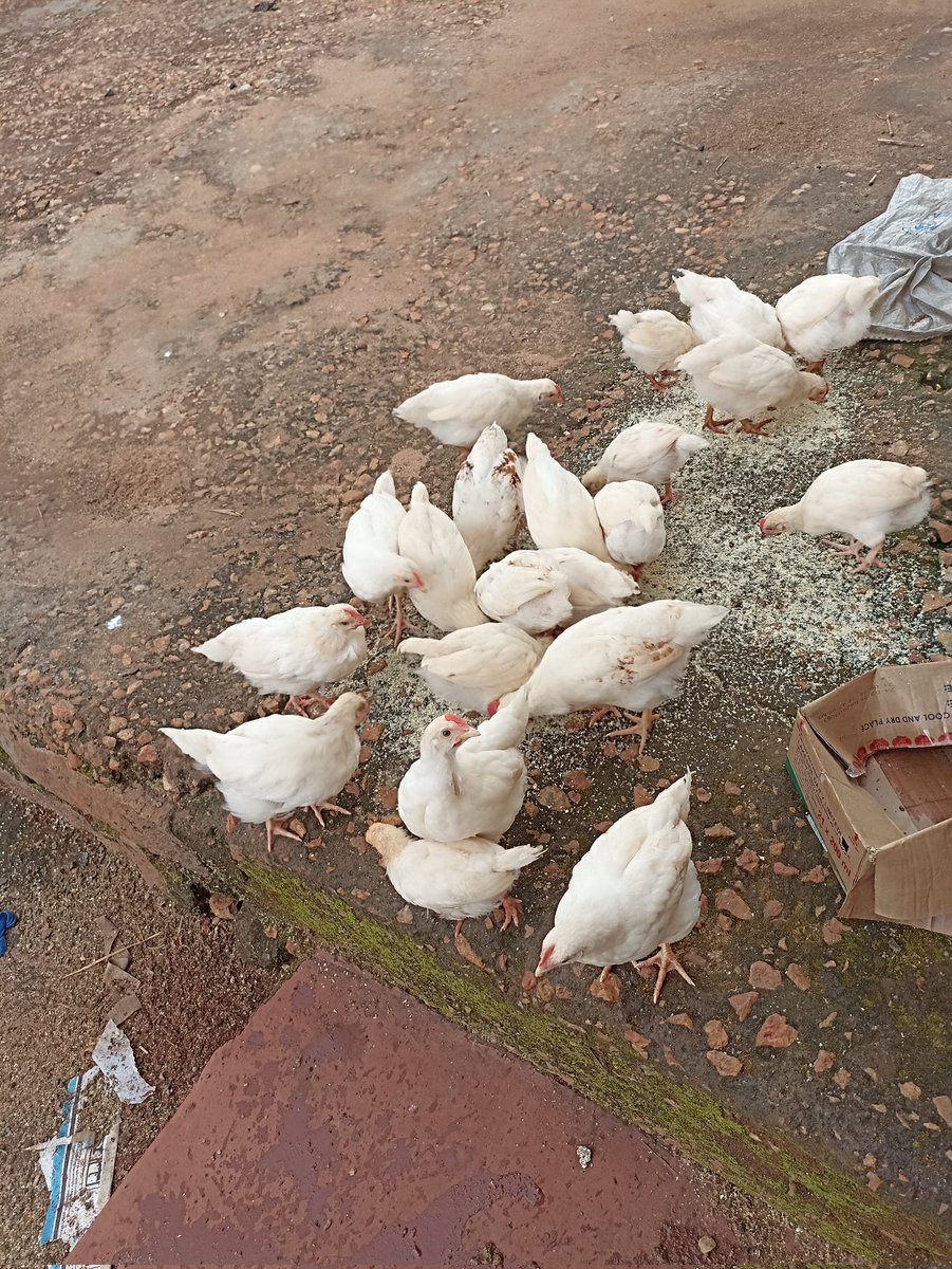 KEMUConsultancy's tweet photo. 6 Weeks chicks
Day by day, their beauty increases!
#poultry
#poultryfarming
#PoultryBreeding https://t.co/Ap48Nq2aKS