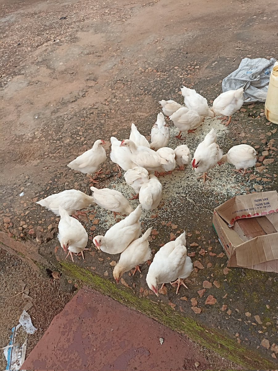 KEMUConsultancy's tweet photo. 6 Weeks chicks
Day by day, their beauty increases!
#poultry
#poultryfarming
#PoultryBreeding https://t.co/Ap48Nq2aKS