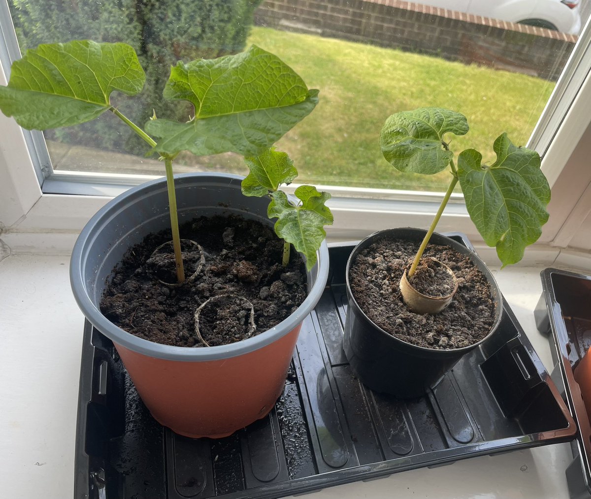 LindyLindop's tweet photo. @OPA_LG @OPALG_3H….runner bean diary - week 3. Lots of ☀️ and 💦 = lots of 🌱 🌱🌱🌱🏃🏻🫘’s (Toby would like to bring into school to share with the class) If you wish to replant in the school garden please do so 👍🏻 https://t.co/zntz6rD1sc