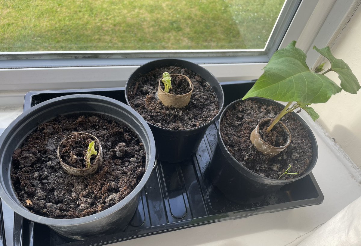 LindyLindop's tweet photo. @OPA_LG @OPALG_3H….runner bean diary - week 3. Lots of ☀️ and 💦 = lots of 🌱 🌱🌱🌱🏃🏻🫘’s (Toby would like to bring into school to share with the class) If you wish to replant in the school garden please do so 👍🏻 https://t.co/zntz6rD1sc