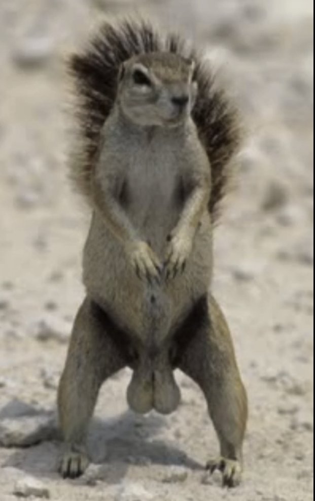 memedevv's tweet photo. I think I found a picture of PNUT with big balls https://t.co/b0ujA3UGS7