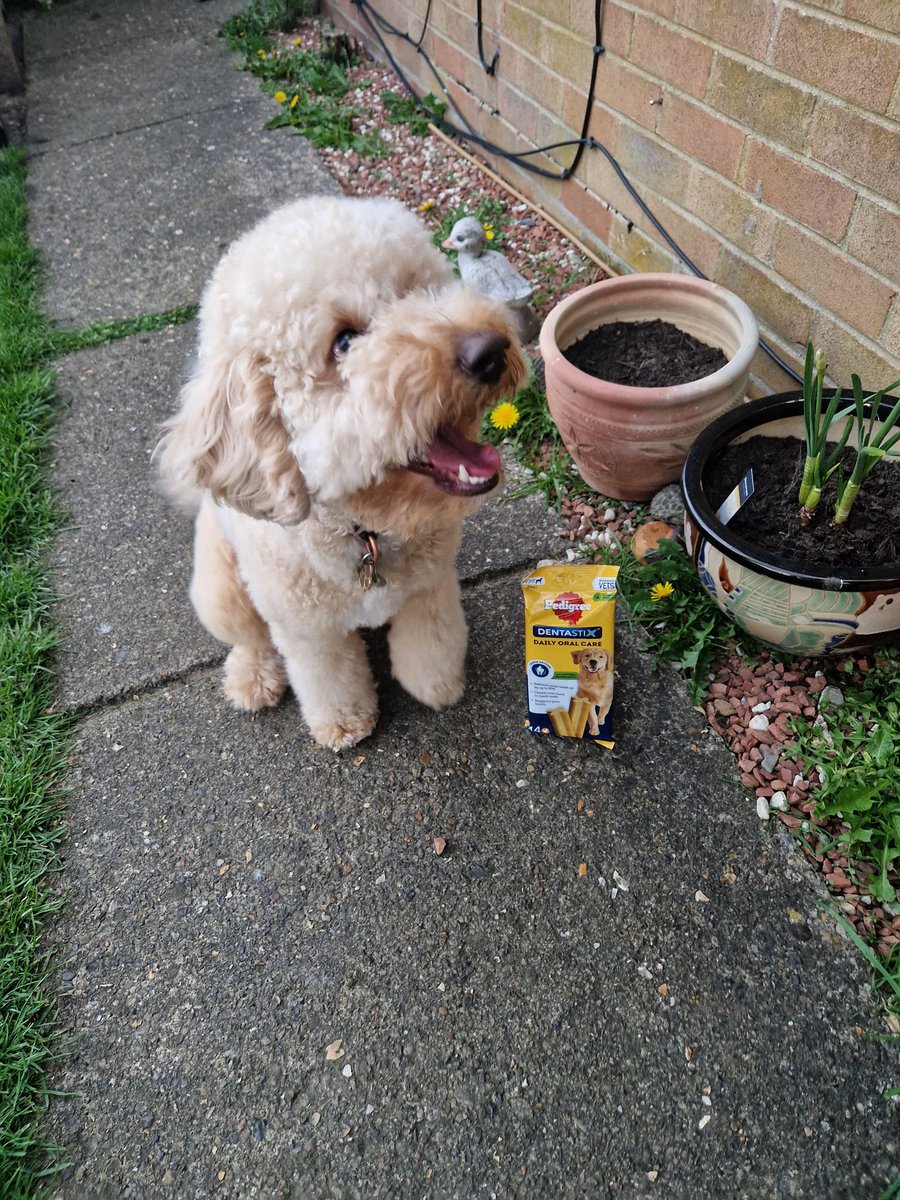 ryanbrodie78's tweet photo. Happiness is an enjoyable treat alfresco
#PedigreeUK
#tryit
#gifted https://t.co/Gx4U4raRgG
