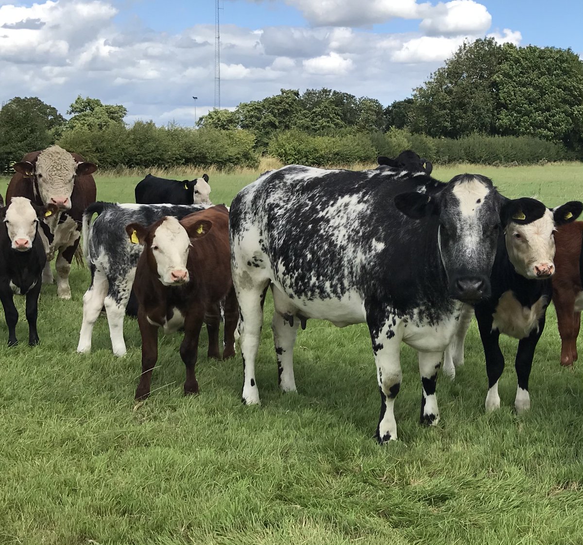 COWSworms's tweet image. Parasitic worms are NOT evenly distributed among animals within a herd. Treatment of poorly performing individuals or those with high egg count results can lead to a disproportionate reduction in round worm infections