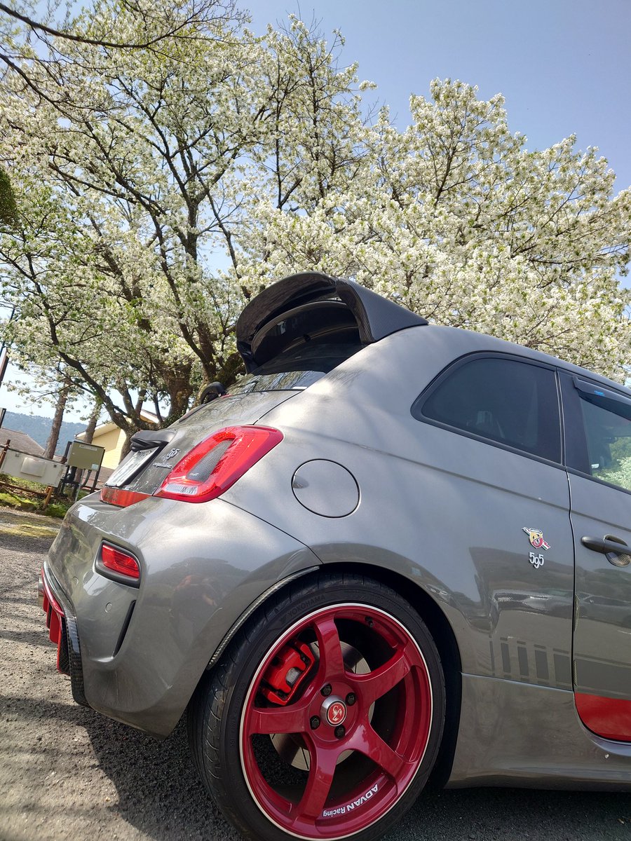 JAPS0809's tweet photo. 箱根の桜はピークを越えました〜🫡
#アバルト595
#フィアット500 https://t.co/TkVXhsq5LL
