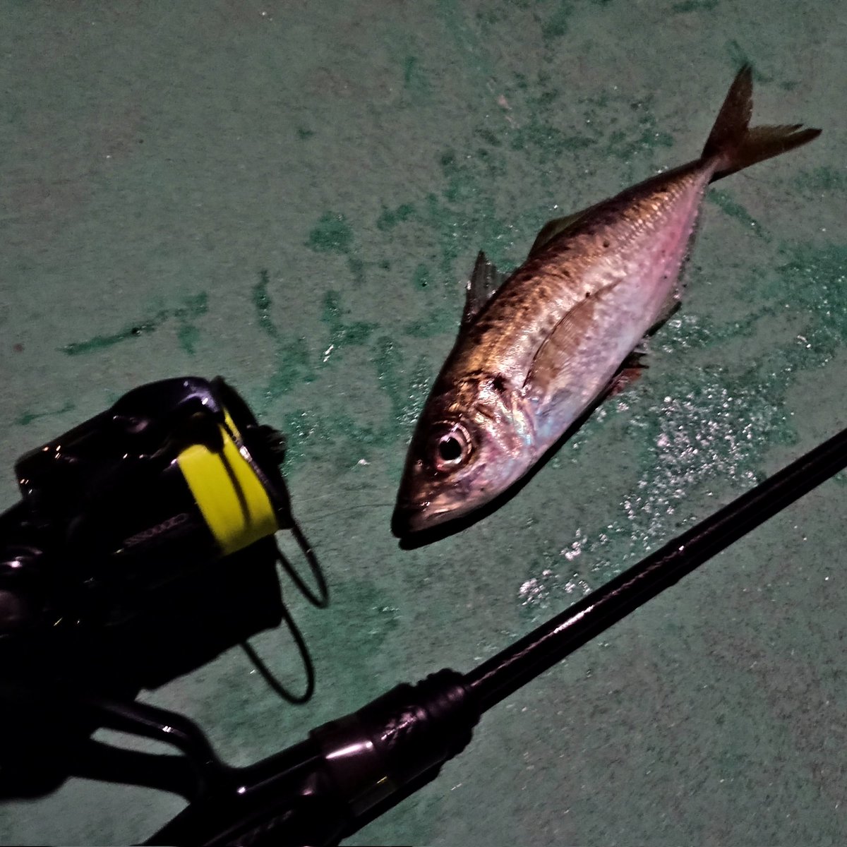 久しぶりのアジ〜✨